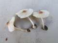 Lepiota&nbsp;cristata&nbsp;-&nbsp;Stink - Schirmling&nbsp;-&nbsp;Walbeck