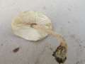 Lepiota&nbsp;cristata&nbsp;-&nbsp;Stink - Schirmling&nbsp;-&nbsp;Walbeck