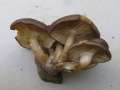 Lyophyllum&nbsp;decastes&nbsp;-&nbsp;B�schel Rasling&nbsp;-&nbsp;Helmstedt