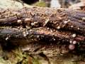 Marasmiellus foetidus - Gemeiner Stinkschwindling - Weferlingen