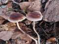 Meottomyces dissimulans - Winter-Schppling - Hdingen