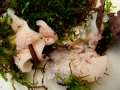 Phlebia tremellosa - Gallertfleischiger Fältling - Weferlingen