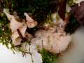 Phlebia tremellosa - Gallertfleischiger Fältling - Weferlingen