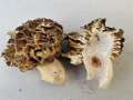 Morchella esculenta - Speisemorchel - Marienborn