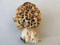 Morchella esculenta - Speisemorchel - Marienborn