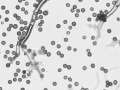 Mycenastrum corium - Sternstubling - Gerwisch