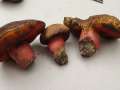 Neoboletus erythropus - Flockenstieliger Hexenrhrling - Hrsingen