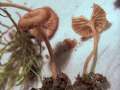 Omphalina pyxidata - Rotbrauner Nabeling - Hödingen