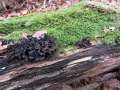 Phaeotremella frondosa - (schwarze Tremella Art) - Hdingen