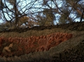 Fuscoporia ferruginosa - Rostbrauner Feuerschwamm - Seggerde