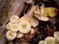 Pholiota gummosa - Strohblasser Schppling - Hdingen