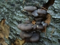 Pleurotus ostreatus - Austern Seitling - Weferlingen