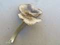 Pluteus&nbsp;salicinus&nbsp;-&nbsp;Grauer Dachpilz&nbsp;-&nbsp;H�rsingen