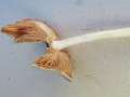 Pluteus&nbsp;salicinus&nbsp;-&nbsp;Grauer Dachpilz&nbsp;-&nbsp;H�rsingen