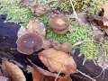 Polyporus&nbsp;brumalis&nbsp;-&nbsp;Winterporling&nbsp;-&nbsp;Weferlingen