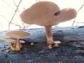 Polyporus&nbsp;brumalis&nbsp;-&nbsp;Winterporling&nbsp;-&nbsp;Weferlingen