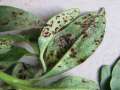 Puccinia&nbsp;antirrhini&nbsp;-&nbsp;L�wenmaulrost&nbsp;-&nbsp;H�dingen