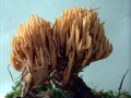 Flattrige Koralle