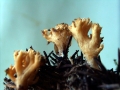 Ramaria eumorpha - Ockergelbe Koralle - Weferlingen-Walbeck