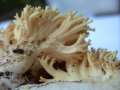 Ramaria flava - Schwefelgelbe Koralle - Weferlingen