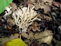 Ramariopsis kunzei - Weiße Wiesenkoralle - Weferlingen