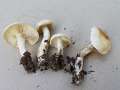 Rhodocollybia&nbsp;maculata&nbsp;-&nbsp;Gefleckter R�bling&nbsp;-&nbsp;Walbeck