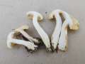 Rhodocollybia&nbsp;maculata&nbsp;-&nbsp;Gefleckter R�bling&nbsp;-&nbsp;Walbeck