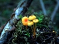 Rickenella fibula - Gemeiner Heftelnabeling - Weferlingen