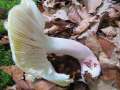 Russula&nbsp;violeipes&nbsp;-&nbsp;Violettstieliger Pfirsicht�ubling&nbsp;-&nbsp;BS-Weddel