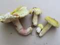 Russula&nbsp;violeipes&nbsp;-&nbsp;Violettstieliger Pfirsicht�ubling&nbsp;-&nbsp;BS-Weddel