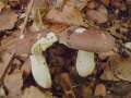 Russula olivacea - Rostieliger Ledertäubling - Hödingen