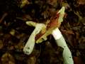 Russula pseudointegra - Ockerblättriger Zinnobertäubling - Hödingen