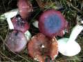 Russula laccata - Weiden Spei-Täubling - Hohenwarthe