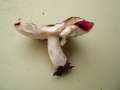 Russula nobilis - Buchen-Spei-Tubling - Walbeck