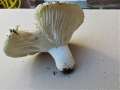 Russula delica - Gemeiner Weitubling - Weferlingen