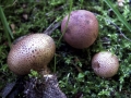 Scleroderma areolatum - Dnnschaliger Kartoffelbovist - Weferlingen