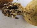 Scleroderma&nbsp;verrucosum&nbsp;-&nbsp;Braunwarziger Hartbovist&nbsp;-&nbsp;Weferlingen