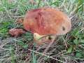 Glattstieliger Hexenr�hrling