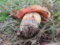 Glattstieliger Hexenr�hrling