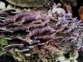 Trichaptum abietinum - Violetter Lederporling - Weferlingen-Walbeck
