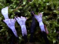 Xylaria hypoxylon - Geweihförmige Holzkeule - Weferlingen